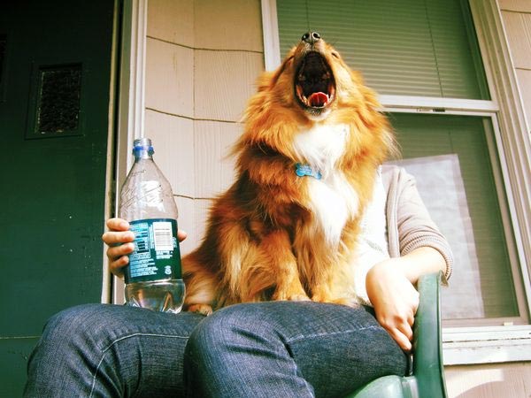 Yawning Dog Photobomb