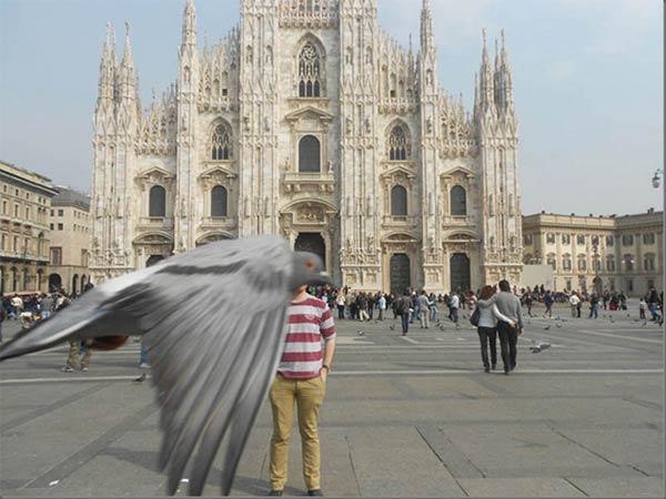 Pigeon Photobomb