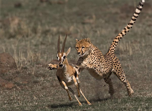 Perfectly-Timed Photos of Animals Hunting For Food