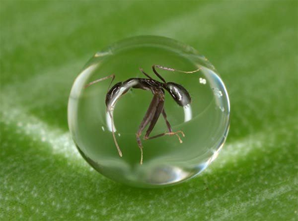Unlucky Ant Trapped in a Perfect Sphere of Water