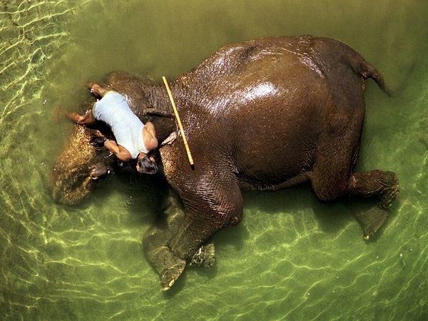 Mahout Bathing an Elephant, India