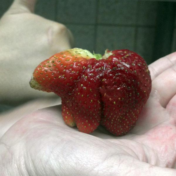 Bear-Shaped Strawberry