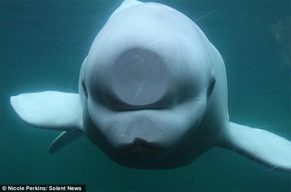 Beluga Whale Squashed His Nose