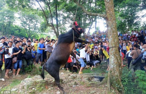 Bull Hanging Ritual in China