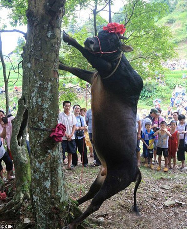 Bull Hanging Ritual in China