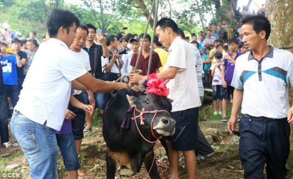 Bull Hanging Ritual in China