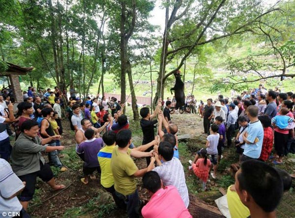 Bull Hanging Ritual in China