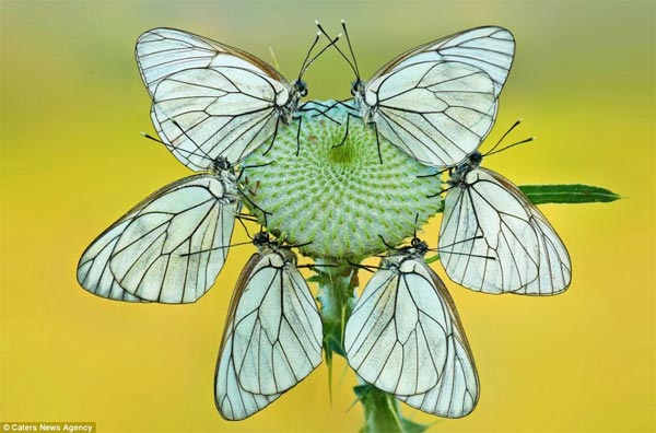 Butterflies Formation