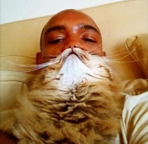 Bizarre Beard with Cat