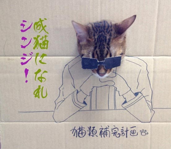 Cat's Cardboard Cosplay