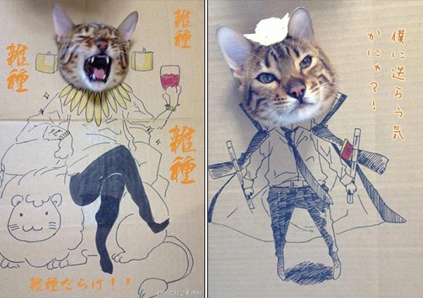 Cat's Cardboard Cosplay