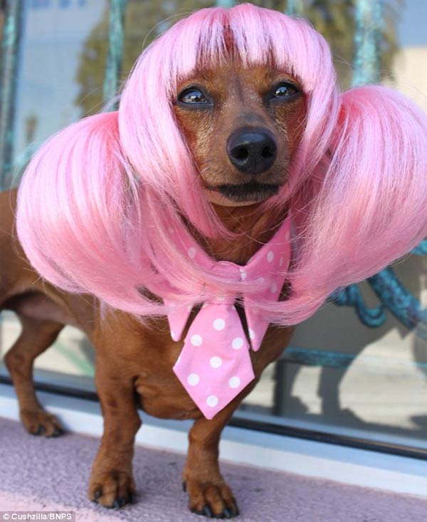 Wigs & Costumes For Pets