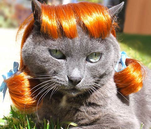 Wigs & Costumes For Pets