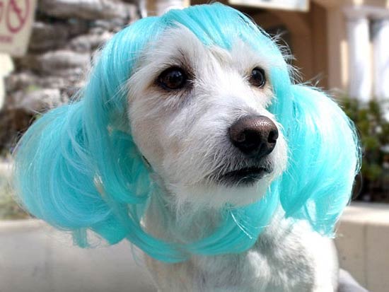 Wigs & Costumes For Pets