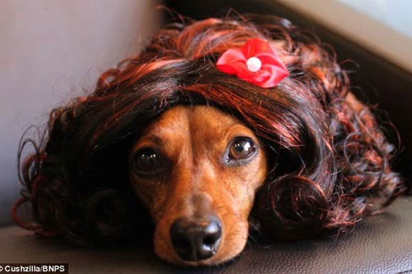 Wigs & Costumes For Pets