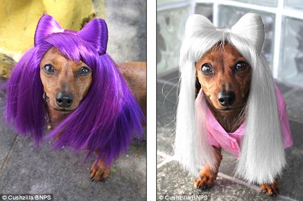 Wigs & Costumes For Pets