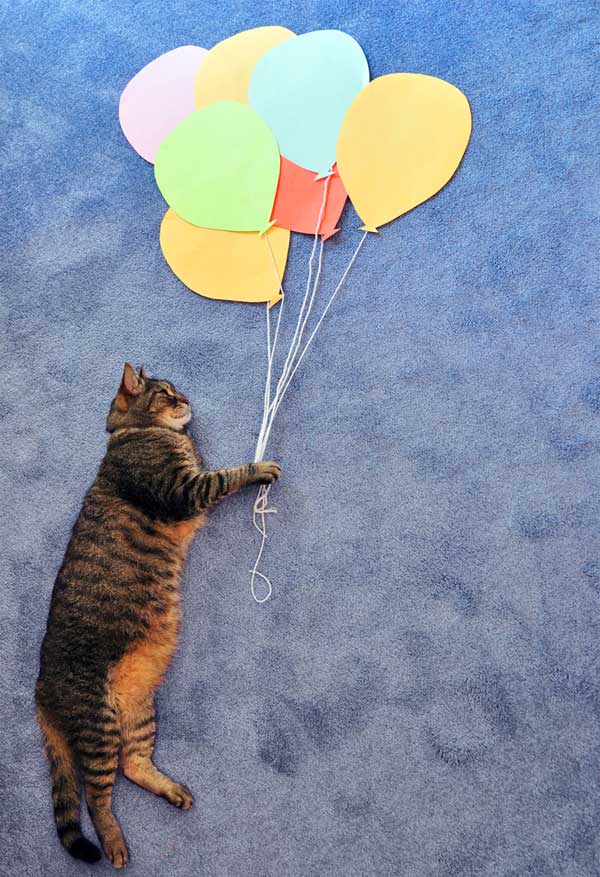 Conceptual Photography of Cat