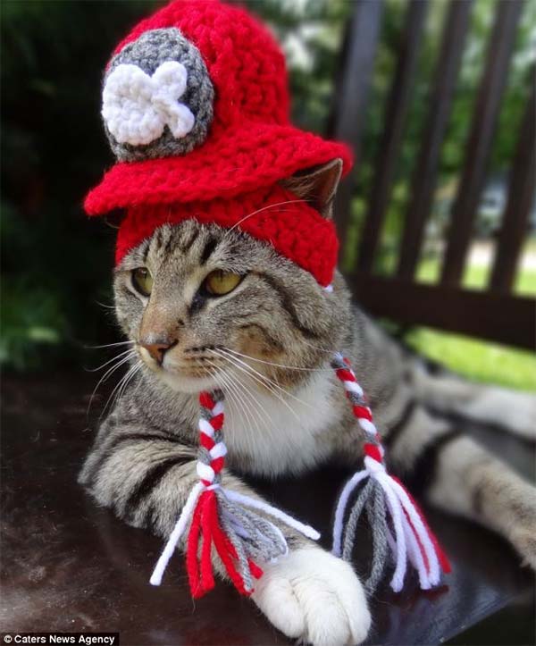 Cats in Hats by Meredith Yarborough