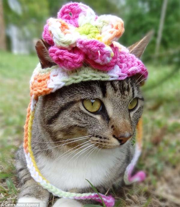 Cats in Hats by Meredith Yarborough