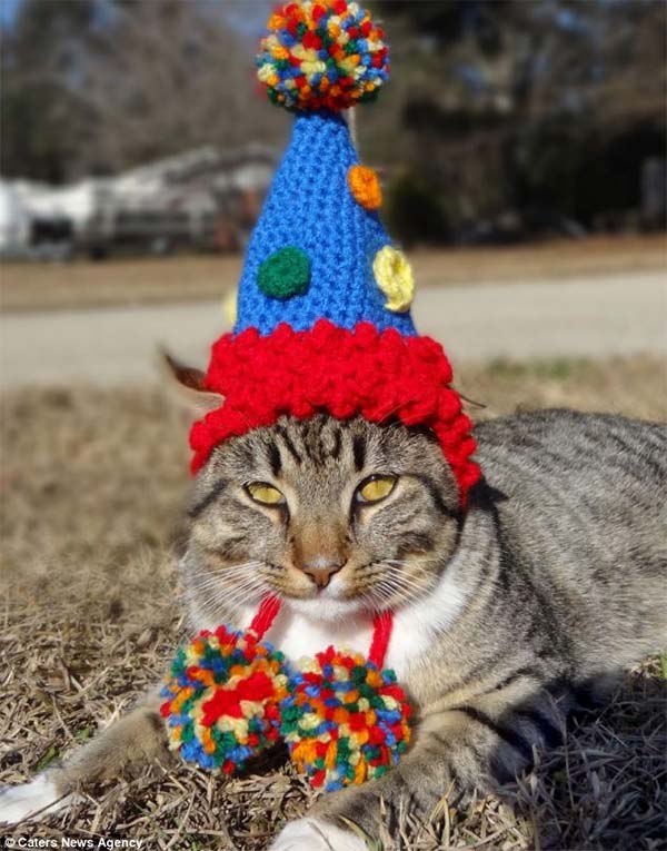 Cats in Hats by Meredith Yarborough