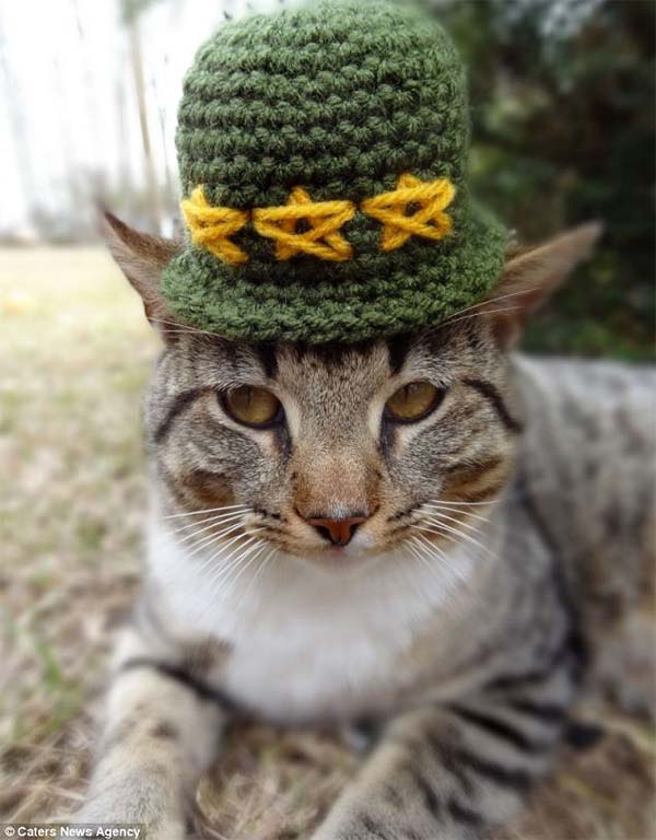 Cats in Hats by Meredith Yarborough