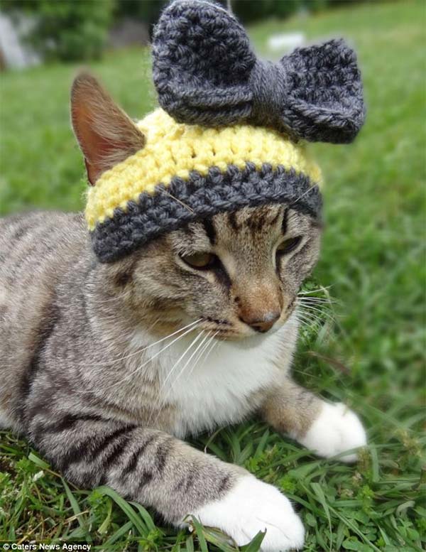 Cats in Hats by Meredith Yarborough
