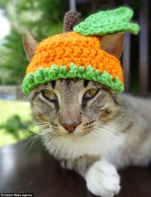 Cats in Hats by Meredith Yarborough