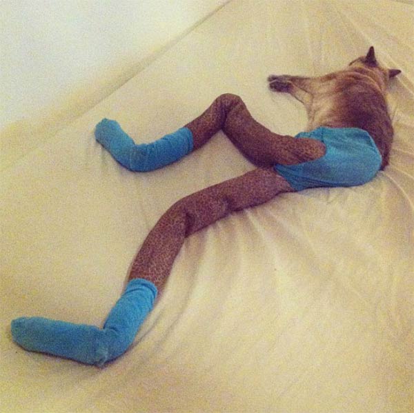Cats Wearing Tights