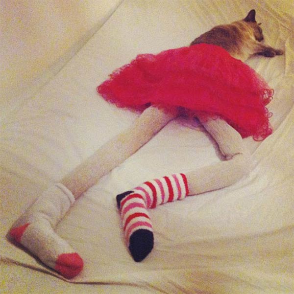 Cats Wearing Tights