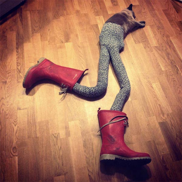 Cats Wearing Tights