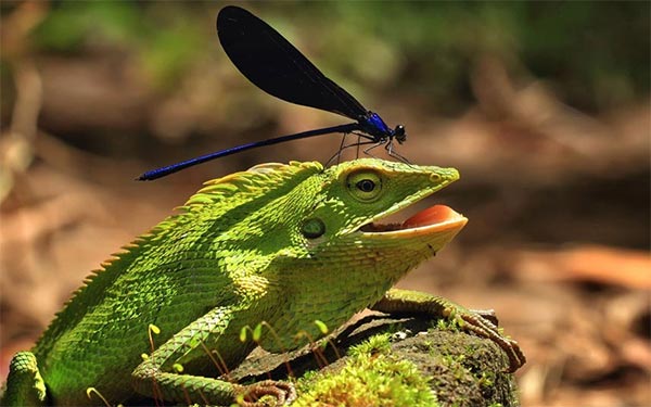 Daring Damselfly Landed on The Head of Chameleon