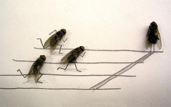 Dead Flies Art by Magnus Muhr