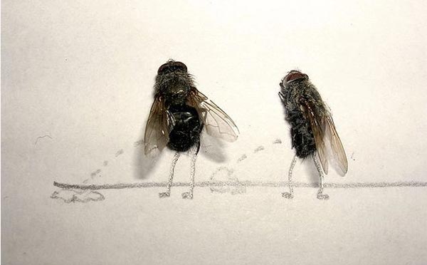 Dead Flies Art by Magnus Muhr