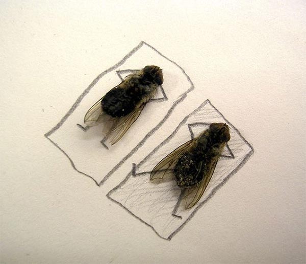 Dead Flies Art by Magnus Muhr