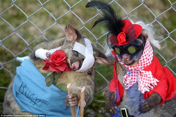 Best-Dressed Dead Possum Competition