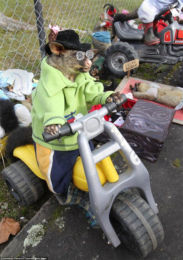 Best-Dressed Dead Possum Competition