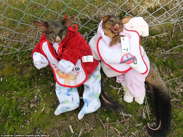 Best-Dressed Dead Possum Competition