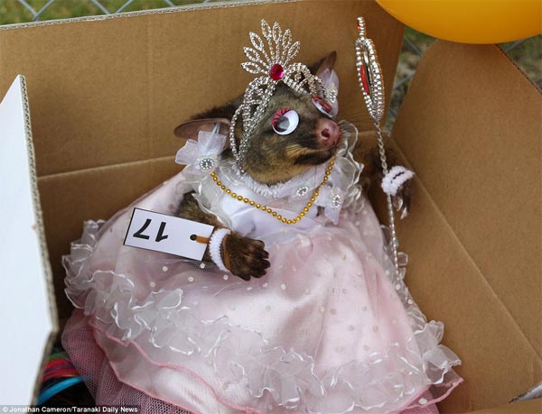 Best-Dressed Dead Possum Competition