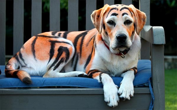 Owner Dyed His Labrador To Look Like a Tiger