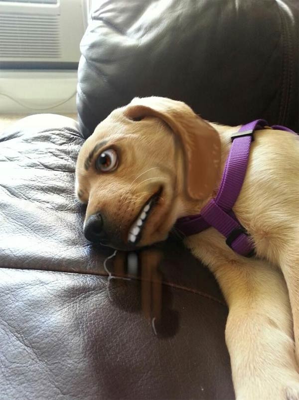 Funny Dog Photos Manipulation