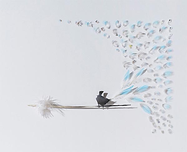 Feather art by Chris Maynard
