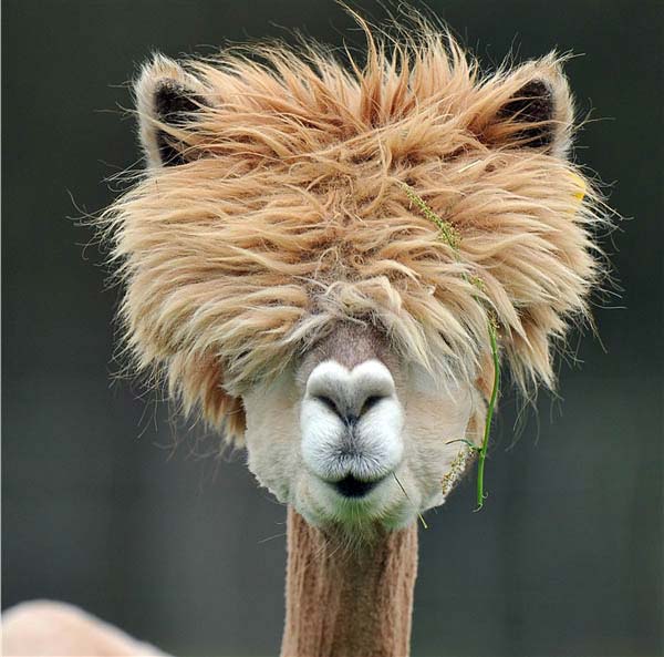 Alpacas Funny Hairstyle