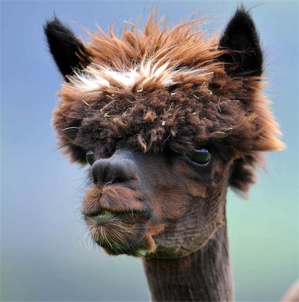 Alpacas Funny Hairstyle