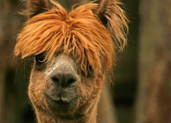 Alpacas Funny Hairstyle