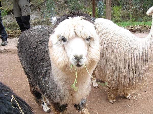 Alpacas Funny Hairstyle