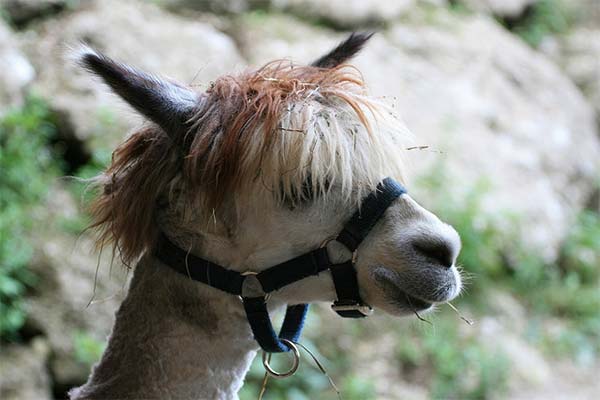 Alpacas Funny Hairstyle