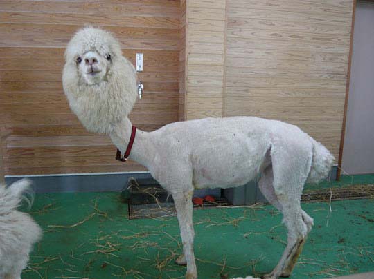 Alpacas Funny Hairstyle