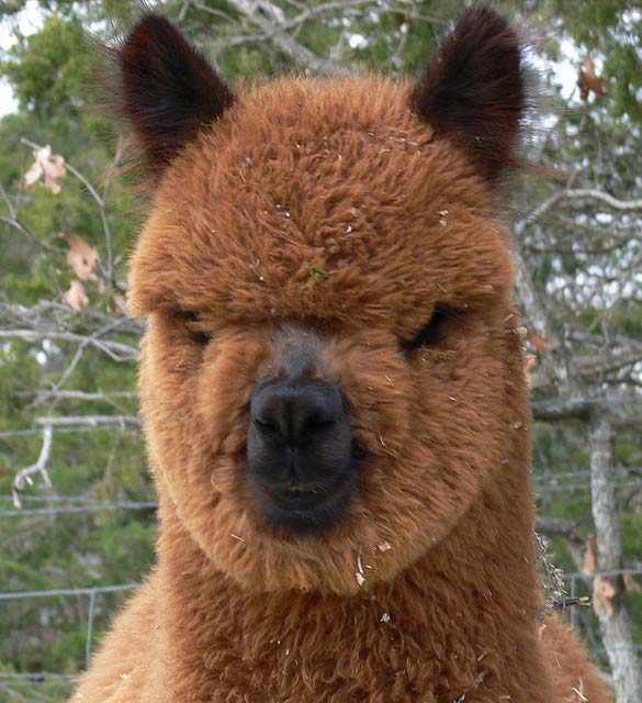 Alpacas Funny Hairstyle