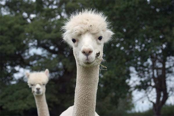 Alpacas Funny Hairstyle
