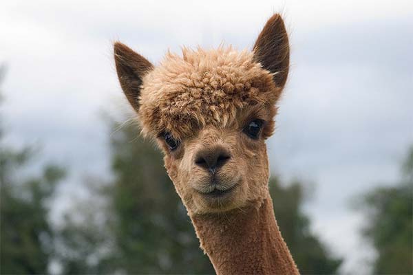 Alpacas Funny Hairstyle